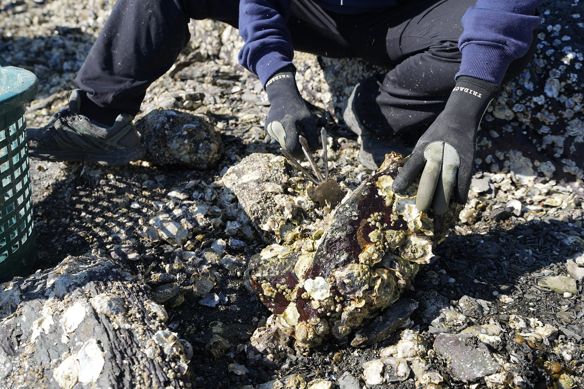 Kvinne som fjerner østers fra en stein med en hakke