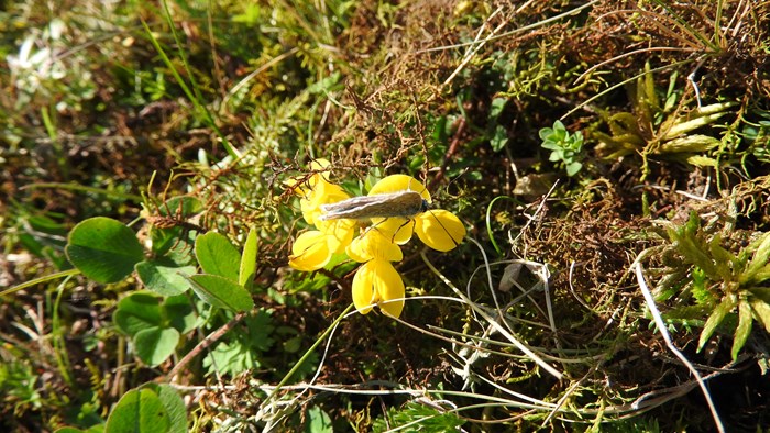 Høstens siste blomsterbesøk, foto Paal Alme, 2015