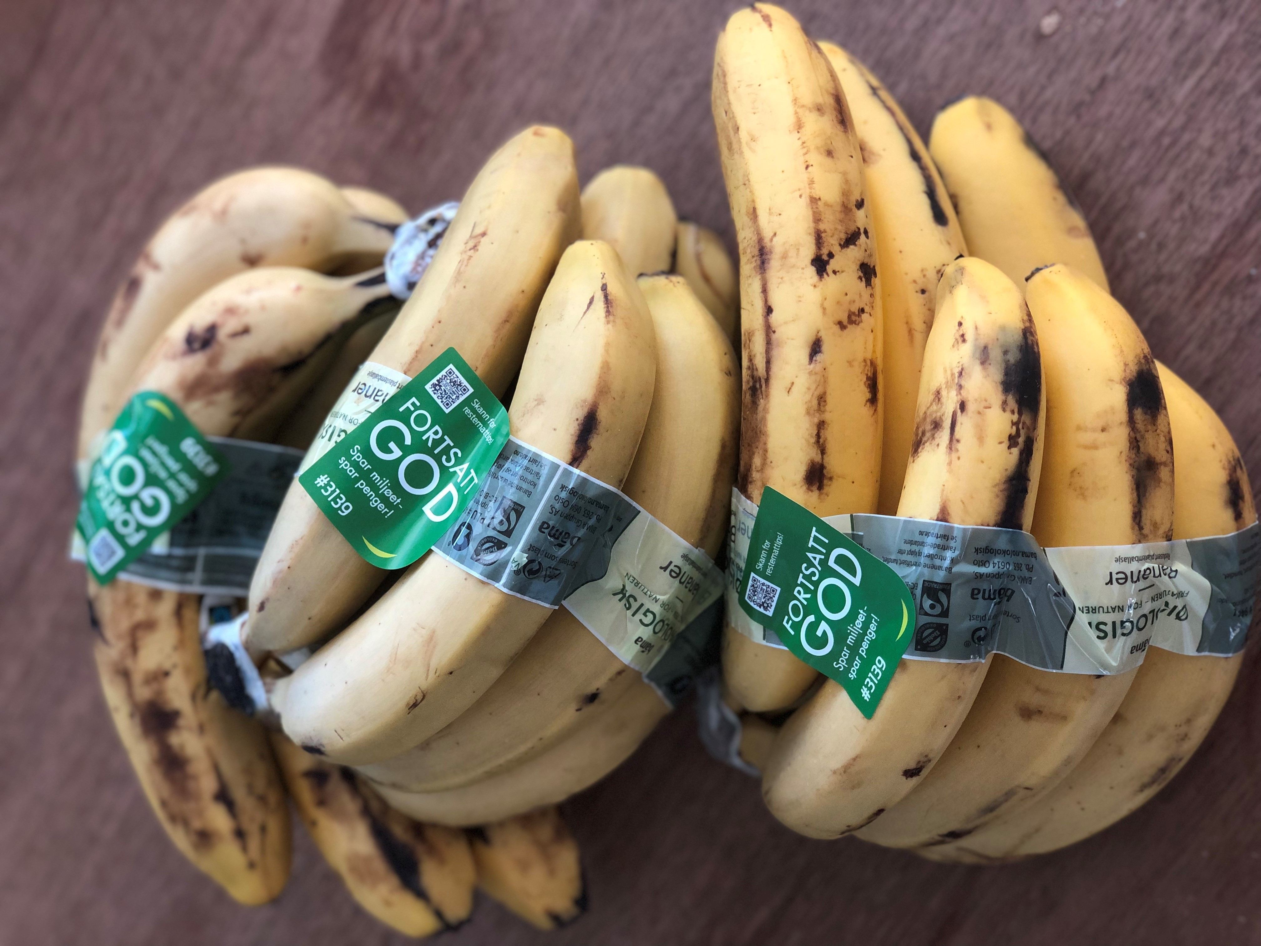 Forgjeves reisevei? Det tar hele ni måneder å dyrke frem en høsteklar bananplante, og gode bananer krever omsorg og godt håndarbeid. Bananene vi spiser i Norge reiser som regel med skip fra Costa Rica, Ecuador og den Dominikanske republikk.