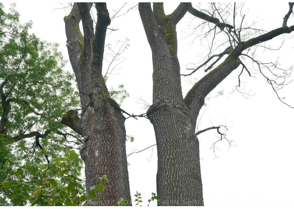 Asketreet på Bekkestua var sikret gjennom bardunering frem til det ble felt. 
