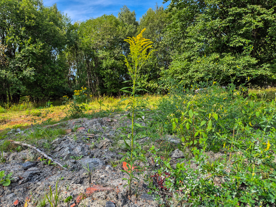 . Bildet viser kanadagullris, hvitsteinkløver og mongolspringfrø.