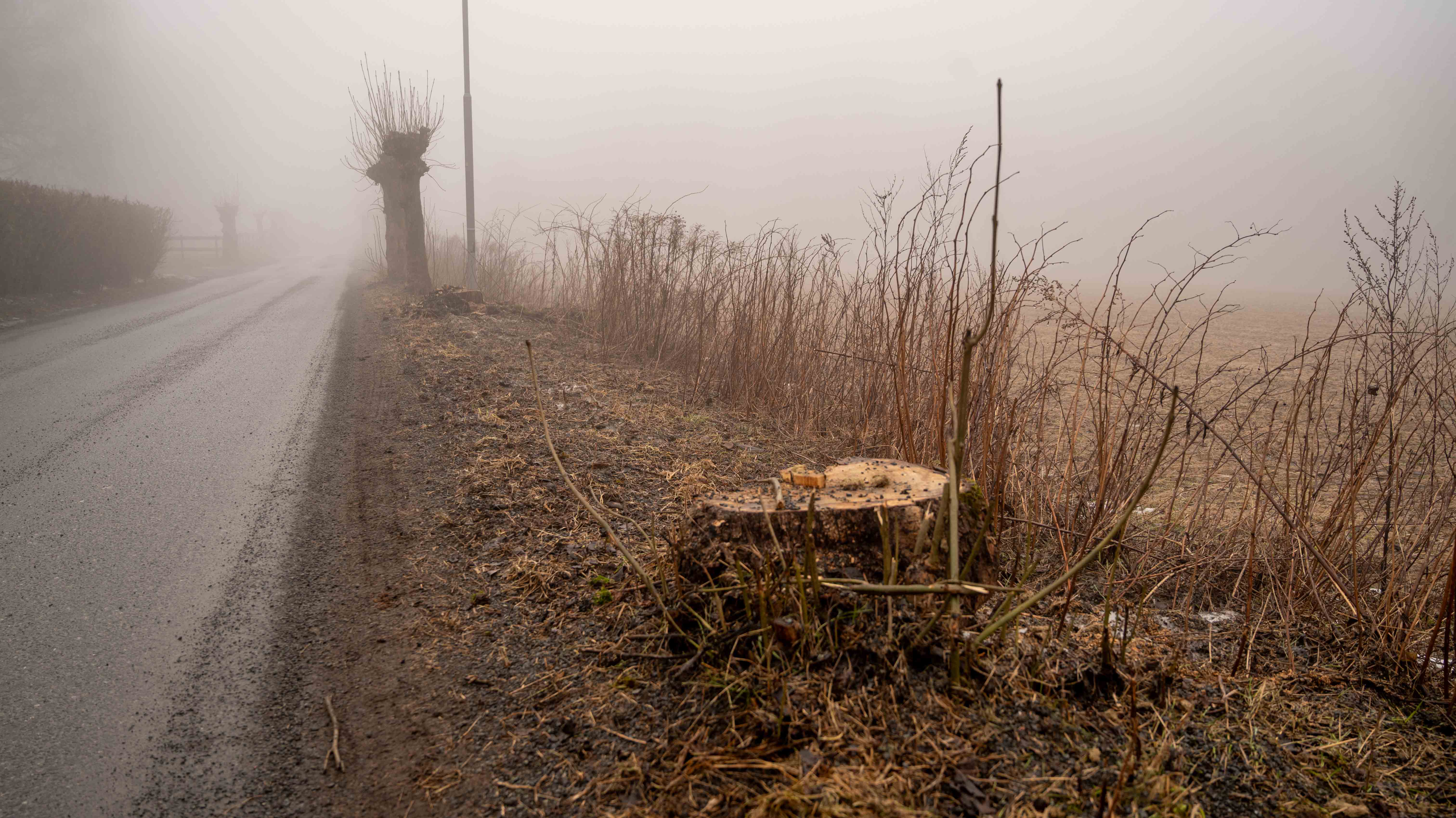 Målet er på sikt å kunne plante norsk ask som har utviklet motstandskraft mot askeskuddsyken der de døde askekallene har stått.