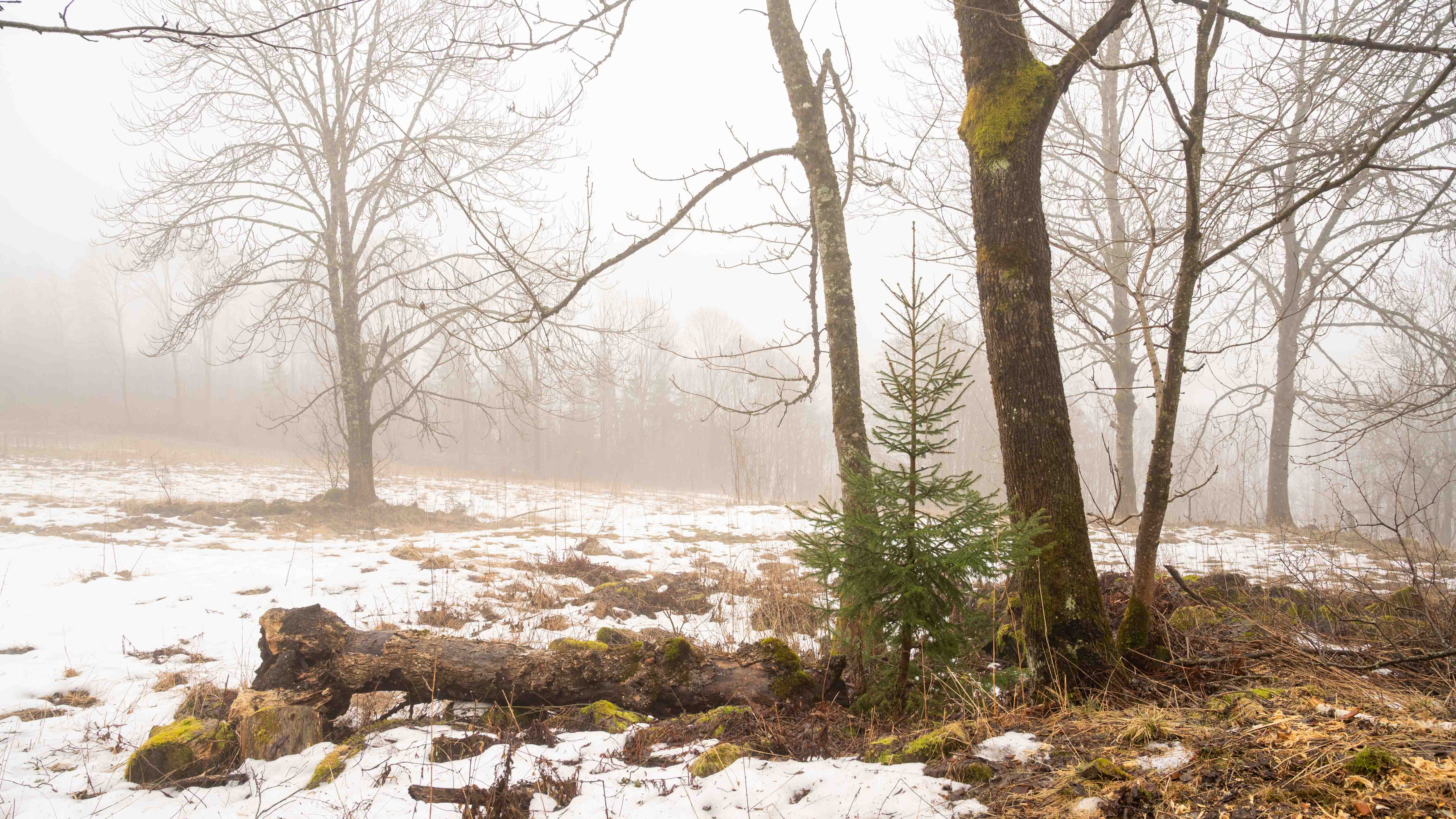 De døde askekallene er plassert i nærheten av yngre  asketrær på Jordbru. 
