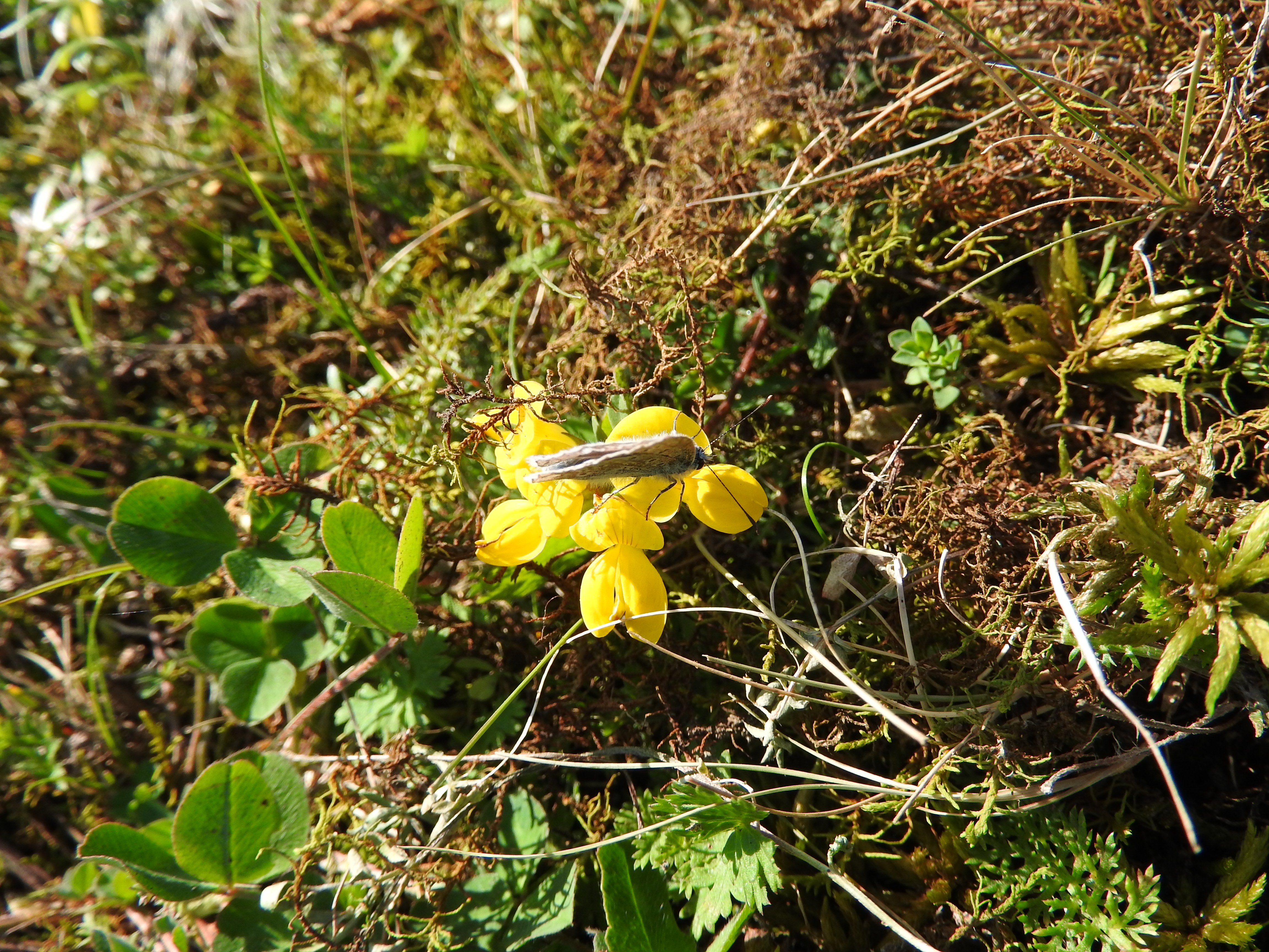 Høstens siste blomsterbesøk