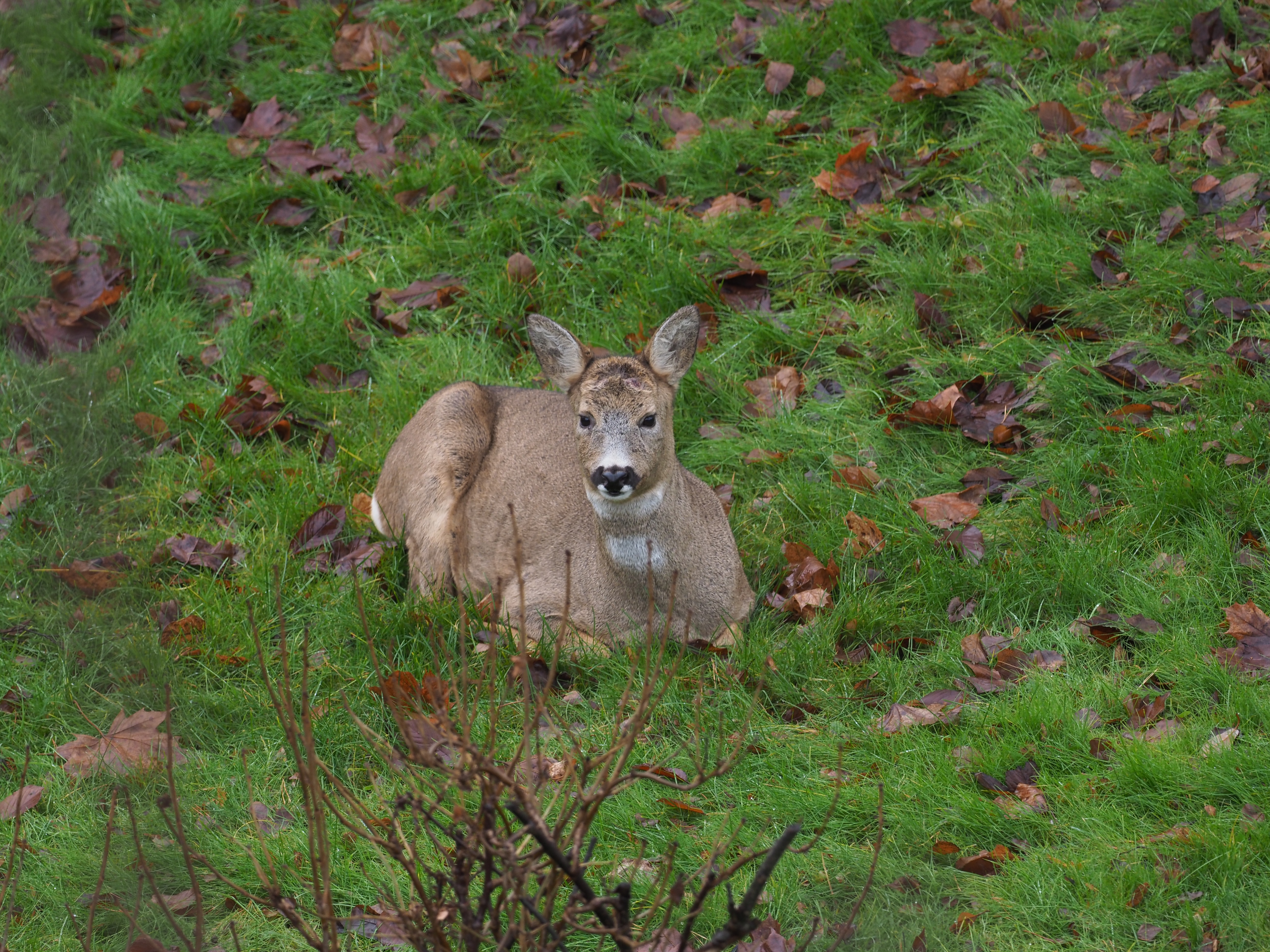Hvilepause i høstgresset