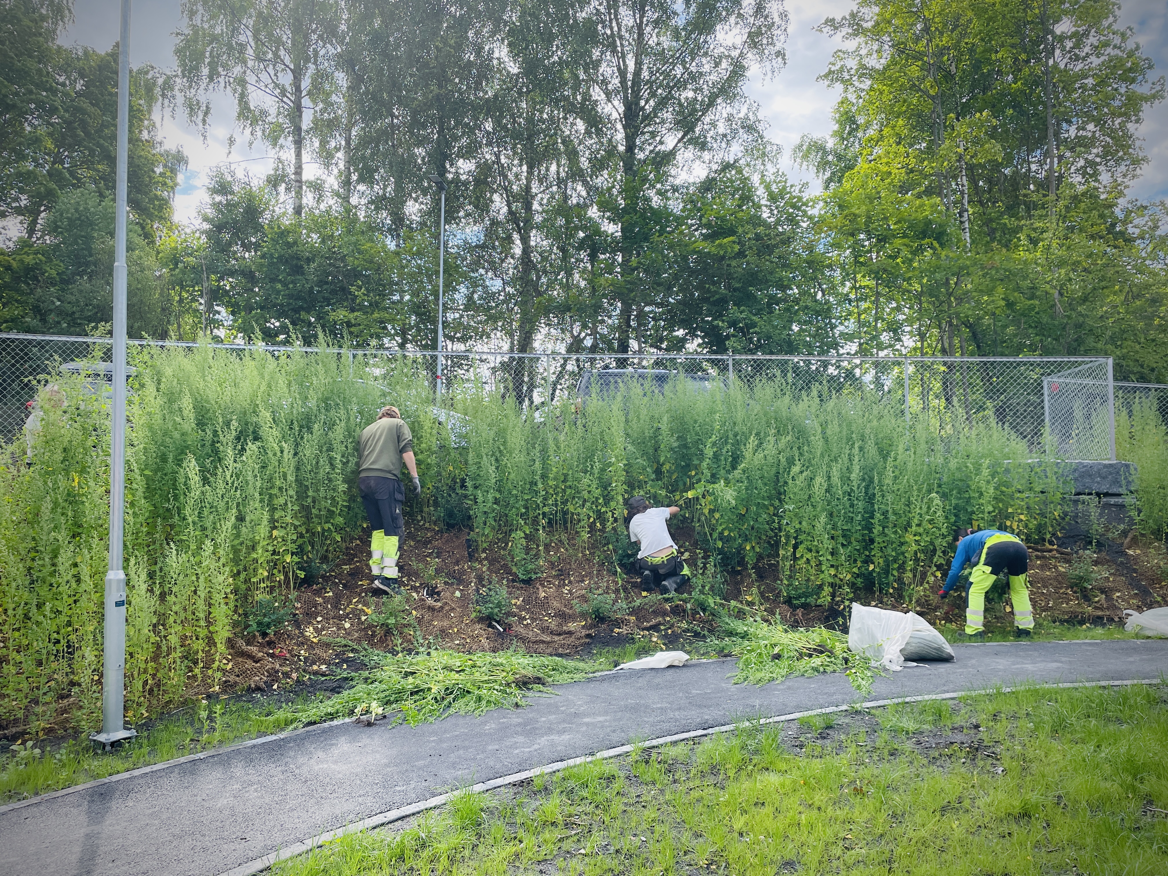 Ansatte i parkdrift som luker i et bed