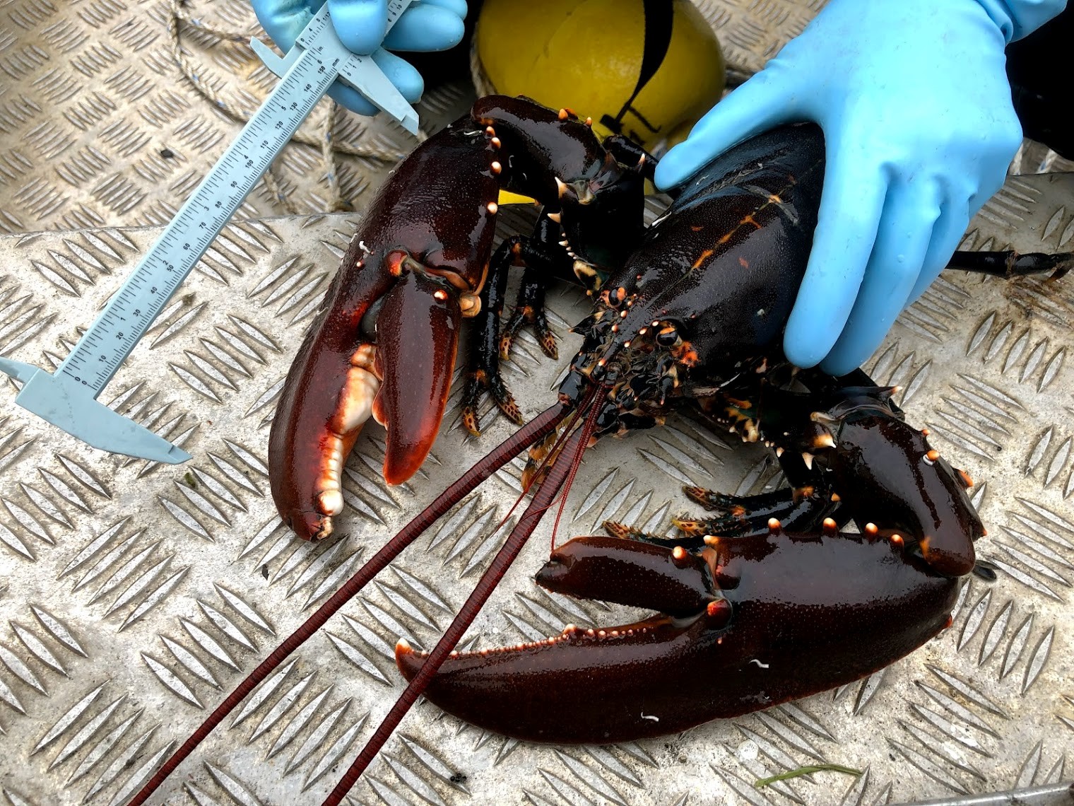 Nye regler for å fiske hummer i fjorden
