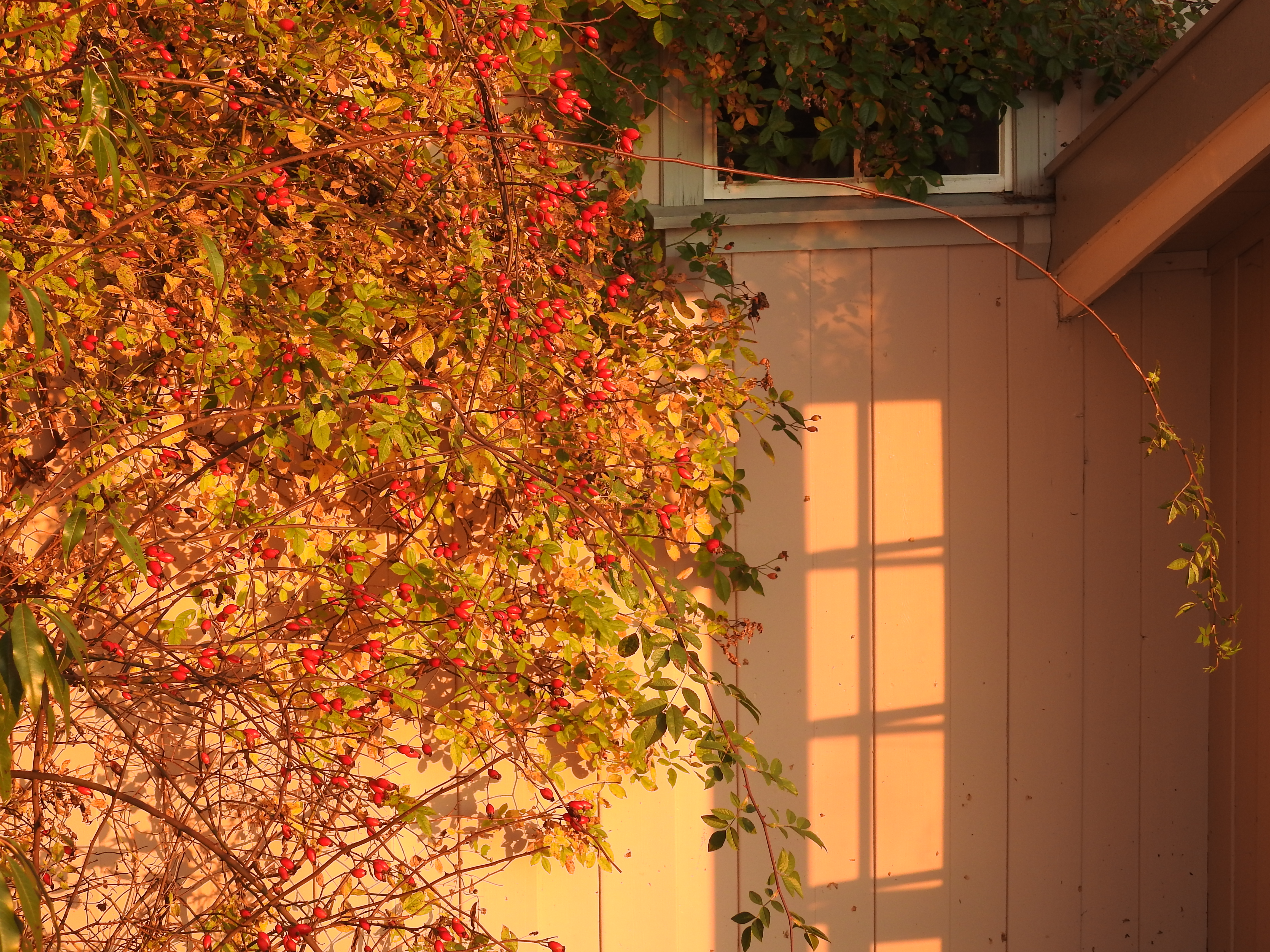 Nyper i lav høstsol