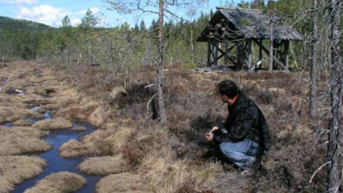 Semsmåsan