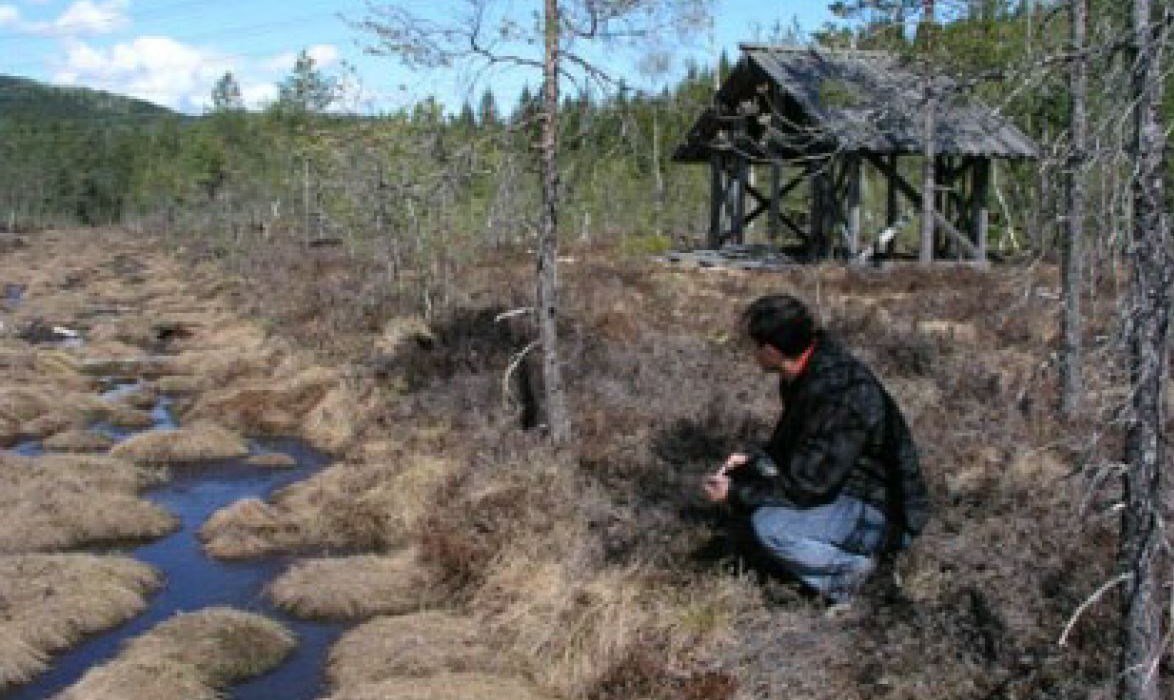 Semsmåsan