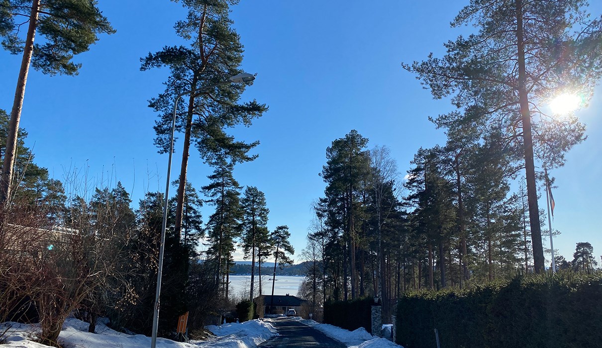 Bilder fra Plahteskogen.