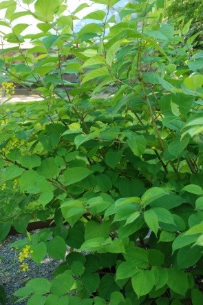 Kjempeslirekne, parkslirekne