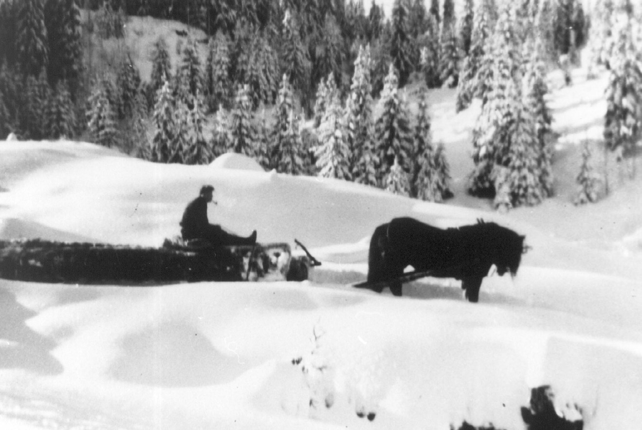 Tømmerkjøring med hest vinterstid. Tømmeret ble kjørt fra hogstplass til elvene. BB