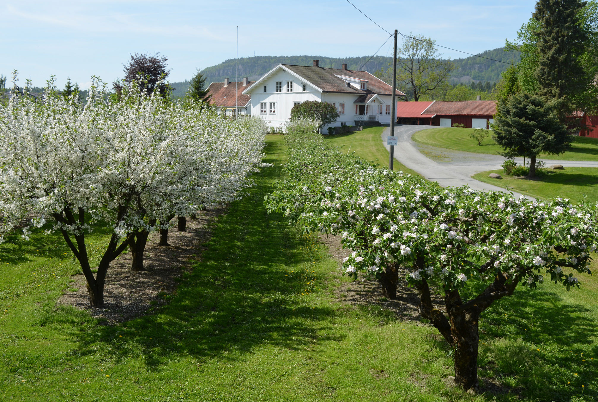 Fruktblomstring på Haslum gård